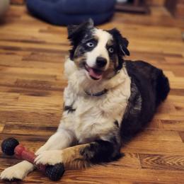 ANNIE - Miniature Australian Shepherd
