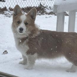 Oniee - Pembroke Welsh Corgi
