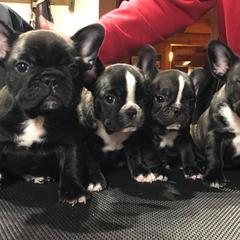 French Bulldog Puppies from Color Me Pied Frenchies
