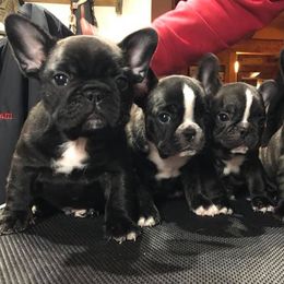 French Bulldog Puppies from Color Me Pied Frenchies