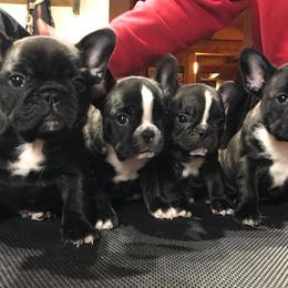 French Bulldog Puppies from Color Me Pied Frenchies