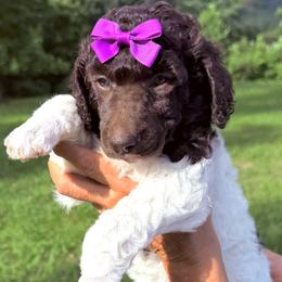 Posie (Purple Collar Female) - Parti female Poodle puppy in Jasper, Georgia from Harrington Doodles & Poodles
