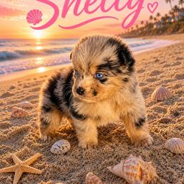Shelly - Blue merle female Miniature Australian Shepherd puppy in Idalou, Texas from Lonesome Pine Mini Aussies