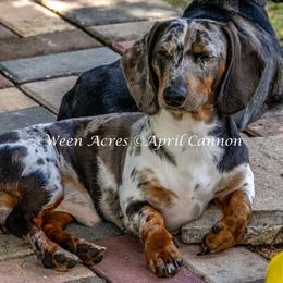 Nelson - Dachshund