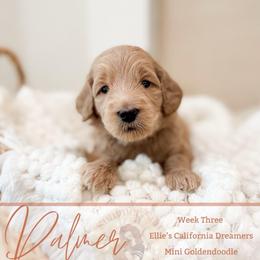 Palmer - Apricot female Goldendoodle puppy in California City, California from Summer Sun Doodles