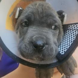 Yellow Collar Female - Gray brindle female Cane Corso puppy in Lewistown, Montana from Corsi Amore Kennels