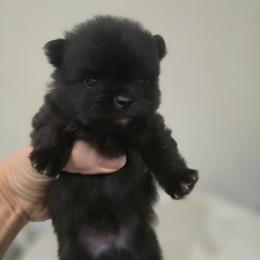 Jet - Black parti male Pomeranian puppy in Placer County, California from Lilmonster Pomeranians