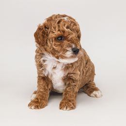 Rio - Red  male Poodle puppy in Weston, Florida from Miami Toy Poodles