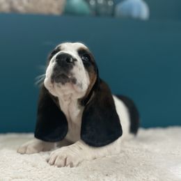 Hagrid - Black brown and white male Basset Hound puppy in Remington, Virginia from Lotus Rose Basset hounds