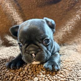 Roman - Brindle and white male French Bulldog puppy in Neenah, Wisconsin from Mimosa Acres French Bulldogs LLC