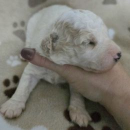 Peanut - Buff and white male Cockapoo puppy in Calhoun, Georgia from Emerald J Doodles