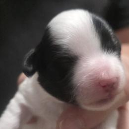 Mal-Shis, Maltese, Maltipoos, and Shih Tzus from Michigan Maltese Puppies