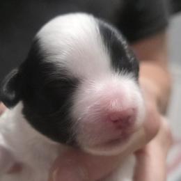 Mal-Shis, Maltese, Maltipoos, and Shih Tzus from Michigan Maltese Puppies
