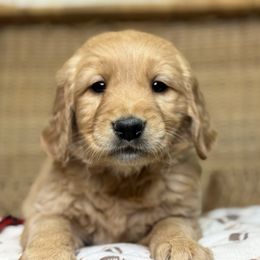 Boy 2 - Dark golden male Golden Retriever puppy in Tonasket, Washington from Denzil’s Goldens