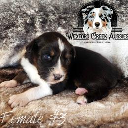Girl 3 - Black tri-color female Australian Shepherd puppy in Harpers Ferry, Iowa from Wexford Creek Aussies, LLC