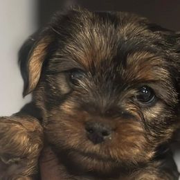 Yorkshire Terriers from Yorkies By Si