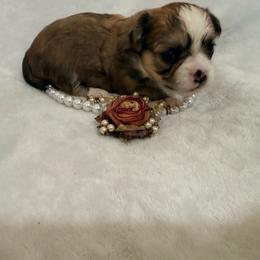 Lupita - Red and white female Chihuahua puppy in Seneca, Missouri from Stephanie’s Puppy Colony