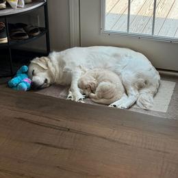 Golden Retriever Puppies from Mule City Kennels