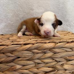 Jack - Red male Pembroke Welsh Corgi puppy in Alabama from White Oak Corgis and Retrievers