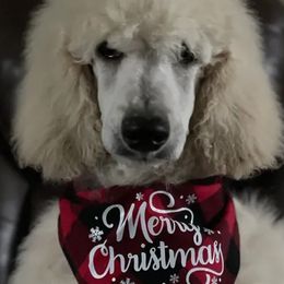 Boy 1 - Cream Poodle puppy in Barry, Texas from Hightopp Standard Poodles