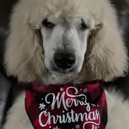 Boy 1 - Cream Poodle puppy in Barry, Texas from Hightopp Standard Poodles