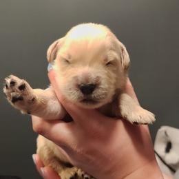 Boy 2 - male Golden Retriever puppy in Carlisle, Ohio from Hermosa Havanese and Golden Retrievers