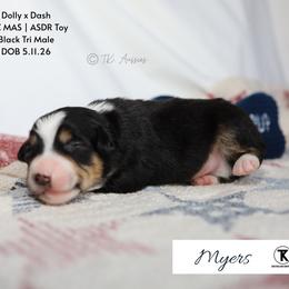Myers- BTM1 - Black tri male Toy Australian Shepherd puppy in Nacogdoches, Texas from TK Standard, Mini, & Toy Aussies