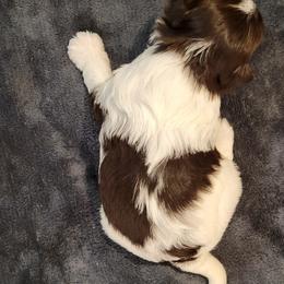 Biewer Terrier Puppies from Dignity Farms