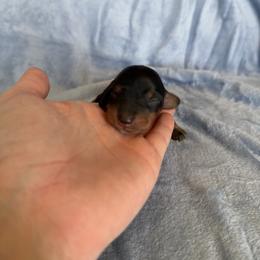 Bowser - Black and tan male Dachshund puppy in Stamford, Texas from West Texas Miniature Dachshunds