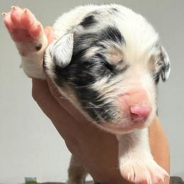 Blue Merle female - Blue merle female Miniature American Shepherd puppy in Prunedale, California from 4MLA STABLES