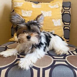 Kiro - Yorkshire Terrier