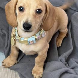 Dachshund Puppies from Lee’s Legendary Lines