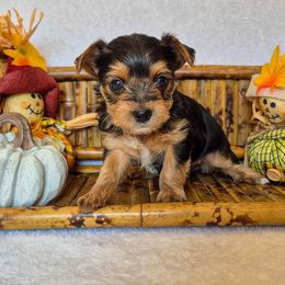 Lily - Black and tan female Yorkshire Terrier puppy in Blacksburg, South Carolina from Hess Pooches LLC