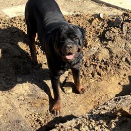Rottweiler Puppies from Come what May Rottweillers & rescues llc