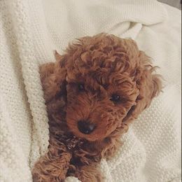 Goldendoodle Puppies from Bo Doodles