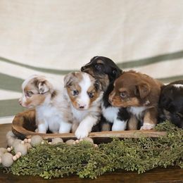 Miniature Australian Shepherd Puppies from ELVF Mini Aussies