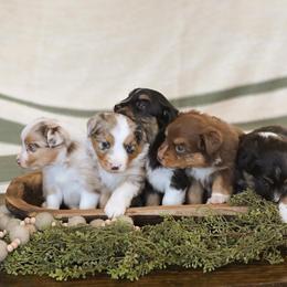 Miniature Australian Shepherd Puppies from ELVF Mini Aussies