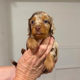 Joey - Dapple male Dachshund puppy in Sterling, Colorado from Country Chics Doxies