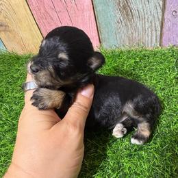 Oscar - Black and silver male Miniature Schnauzer puppy in Lufkin, Texas from C&K’s Schnauzer House