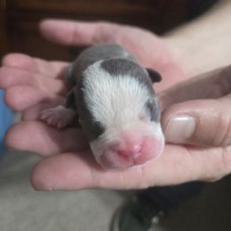 Salem - Blue female Boston Terrier puppy in Beaverdam, Virginia from Howell Terriers