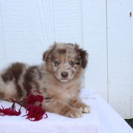 Dallas - Red merle male Australian Shepherd puppy in Honey Brook, Pennsylvania from New Adventures Puppies