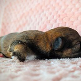 Girl3 - Black and tan female Yorkipoo puppy in Idaho from Little Rascal Ranch