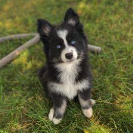 Nami - Tri-color female Pomsky puppy in Campton Hills, Illinois from Urban Miracle’s