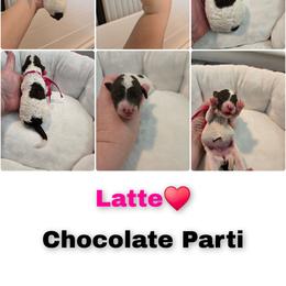 Latte - Parti female Goldendoodle puppy in Summerville, South Carolina from Channys Doodles