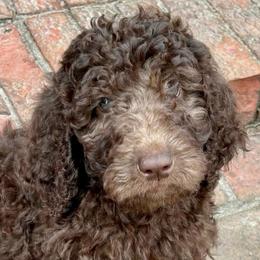 Brownie - Chocolate female Goldendoodle puppy in Wake Forest, North Carolina from Wake Forest Darling Doodles