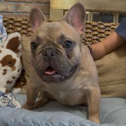 'Mountian' Blue Fawn Boy - Blue fawn male French Bulldog puppy in Gulf Breeze, Florida from SW Frenchies