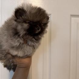 Boy - Cream sable male Pomeranian puppy in Denver, Colorado from Bubble Dream Poms