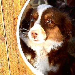 Miniature Australian Shepherds and Toy Australian Shepherds from R & W Aussies