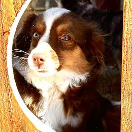 Miniature Australian Shepherds and Toy Australian Shepherds from R & W Aussies