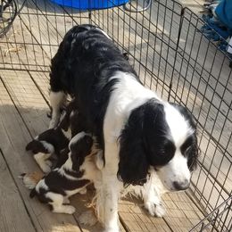 Sage - English Springer Spaniel